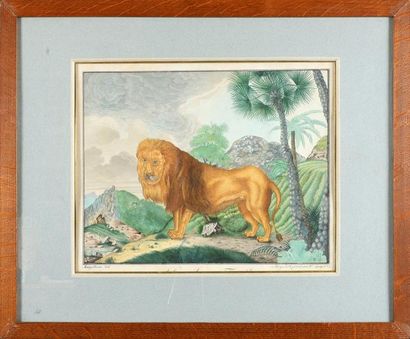 Aloys ZOTL (1803 - 1887) Etude de lion dans un paysage Aquarelle gouachée 30 x 38...