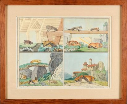 Aloys ZOTL (1803 - 1887) Planche de quatre chauves-souris dans des paysages Aquarelle,...