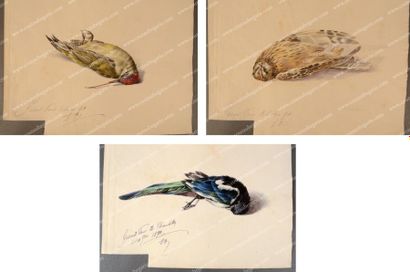 Francois d'Orleans, prince de Joinville (1818-1900) Etudes d'oiseaux gisants. Ensemble...