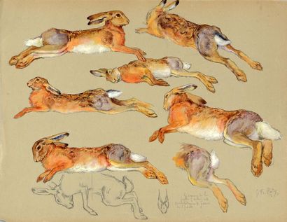 Georges Frédéric ROTIG (1873 - 1961) Etude de lapins. Dessin et aquarelle. Signé...