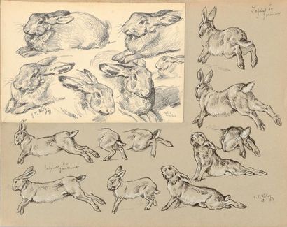 Georges Frédéric ROTIG (1873 - 1961) Etude de lièvres et de lapins de garenne. Dessin...