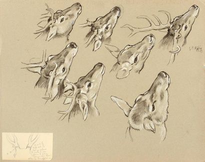 Georges Frédéric ROTIG (1873 - 1961) Etude de tête de cerfs. Dessin au crayon rehaussé...