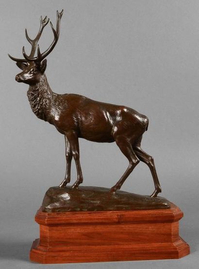 Georges GARDET (1863 - 1939) Cerf. Bronze à patine brune. Signé en creux sur la terrasse,...