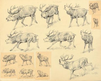 Georges Frédéric ROTIG (1873 - 1961) Etude de cerfs. Dessin au crayon. Signé et numéroté...