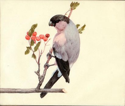 Attribué à Herman HENSTENBURGH (1667 - 1726) Un oiseau sur une branche de sorbier...