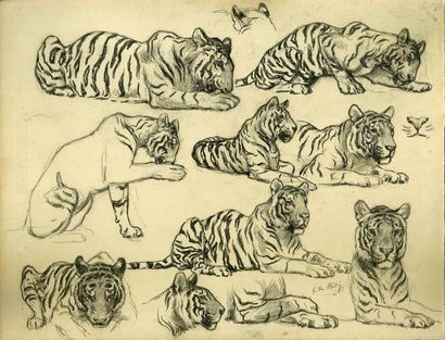 Georges Frédéric ROTIG (1873-1961) Etude de Tigres Dessin au crayon. Signée en bas...