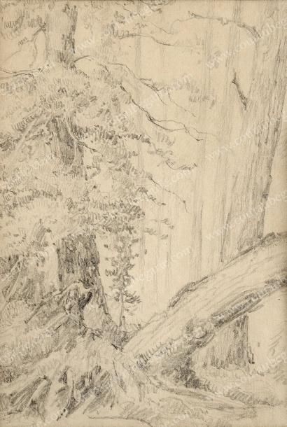 CHICHKINE Ivan Ivanovitch (1832-1898), attribué à Paysage de forêt. Dessin à la mine...