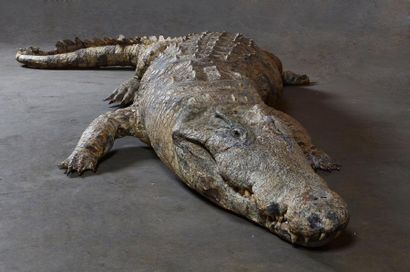 null Crocodile naturalisé entier, gueule fermée. Crocodile du Nil. Accidents. L.:...