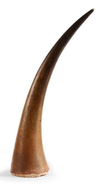 null Corne de Rhinocéros noir. (Diceros bicornis). Longueur bord frontal 56 cm, courbure...