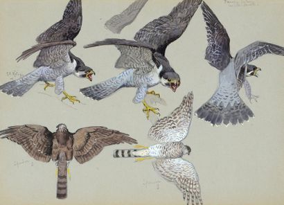 Georges Frédéric ROTIG (1873-1961) Etude de faucons pèlerins Signée au milieu à gauche...