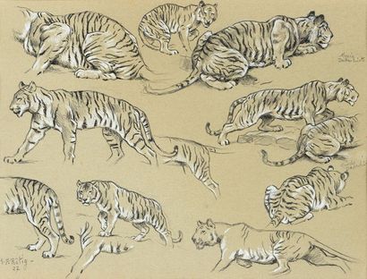 Georges Frédéric ROTIG (1873-1961) Etude de tigres Crayon. Signée en bas à gauche...