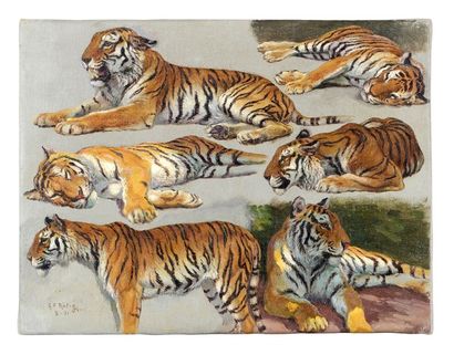 Georges Frédéric ROTIG (1873-1961) Etude de tigres Huile sur toile. Signée en bas...