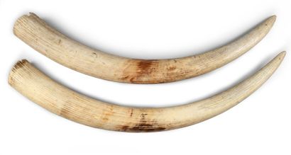 null Paire de défenses d'éléphant d'Afrique (Loxodonta africana)
Poids: 9,6 kg
Longueur...