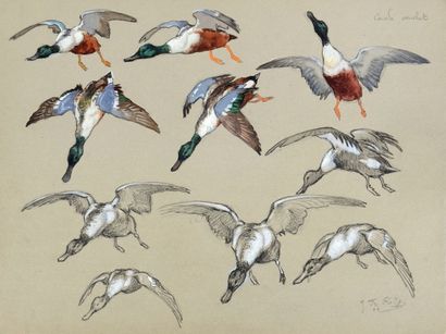 Georges Frédéric ROTIG (1873-1961) 
Etude de canard souchet
Aquarelle et crayon
Signée...