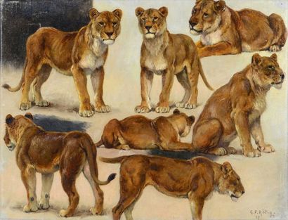 Georges Frédéric ROTIG (1873-1961) 
Etude de lionnes
Huile sur toile
Signée en bas...