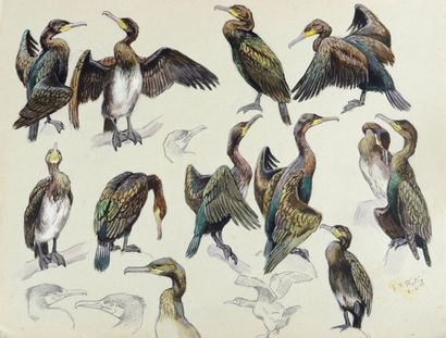 Georges Frédéric ROTIG (1873-1961) 
Etude de cormorans
Aquarelle
Signée en bas à...