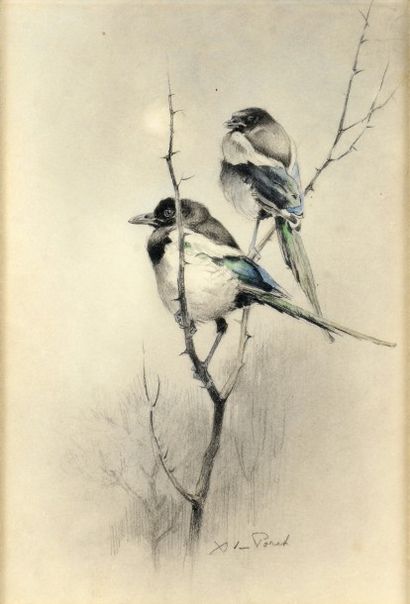 Xavier de PORET (1897-1975) Pies sur une branche.
Dessin rehaussé de couleurs signé...