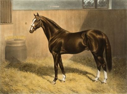 A.CHAVELL. «Gallinule». Portrait de cheval. Gravure en couleur encadrée. Dim. 57,5x69...