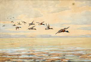 Fernand MAISSEN. ''La pose des canards colverts''. Aquarelle signée en bas à gauche...