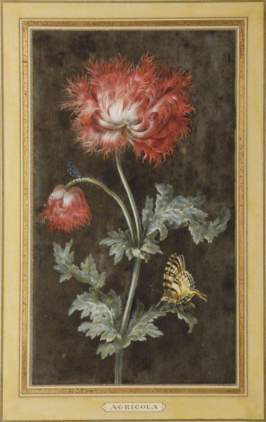 Christoph Ludwig AGRICOLA (Ratisbonne 1667-1719) Pavot Gouache. 27,5 x 16 cm