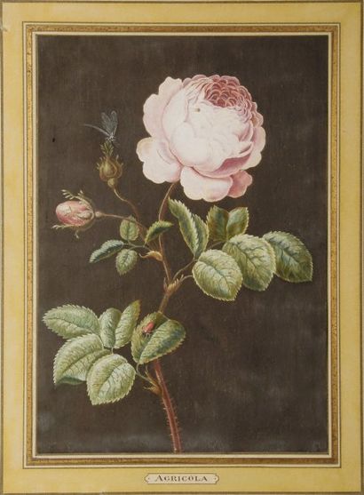 Christoph Ludwig AGRICOLA (Ratisbonne 1667-1719) Rose Gouache. 27,5 x 19,5 cm