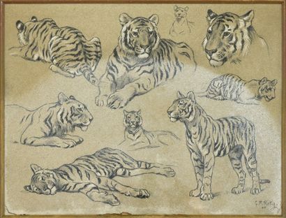 Georges Frédéric ROTIG (1873-1961) Etude de tigres
Crayon et craie blanche. (Traces...