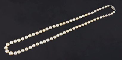 null Collier de 67 perles fines en chute, 3,7 à 7,0 mm environ, orné d'un fermoir...