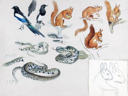 Georges Frédéric RÖTIG (1873 - 1961) Etude d'écureuils, pies et serpents.Aquarelle...
