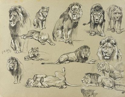 Georges Frédéric ROTIG (1873-1961) 
Etude de lions.
Crayon et craie blanche. SMG...