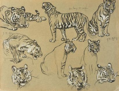 Georges Frédéric ROTIG (1873-1961) 
Etude de tigres
Crayon et craie. SBG et datée...