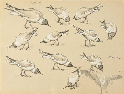 Georges Frédéric ROTIG (1873-1961) 
Etude de mouettes rieuses.
Crayon et craie blanche....