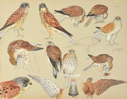 Georges Frédéric ROTIG (1873-1961) 
Etude de faucon crécerelle.
Aquarelle et mine...