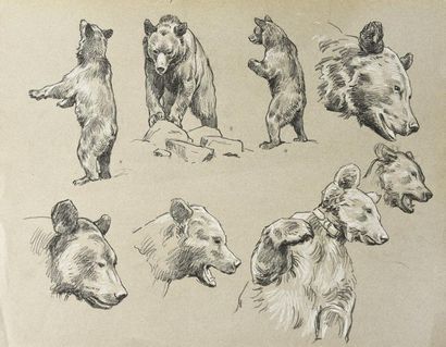 Georges Frédéric ROTIG (1873-1961) Etude d'ours
Crayon et craie blanche. 25,1 x 32,5...
