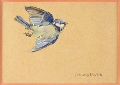 JP. Maurice BOYRIE (XXe) 
Trois études d'oiseaux: Mésange bleu, moineau et chardonneret.
Aquarelles...