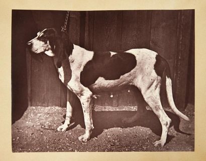 null Photo d'un chien de meute
Tirage albuminé.
15 x 19,5 cm
