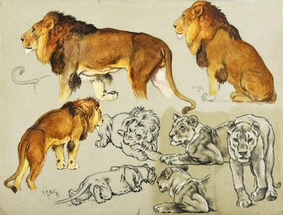 Georges Frédéric ROTIG (1873 - 1961) 
Etude de lions.
Aquarelle gouachée, encre,...
