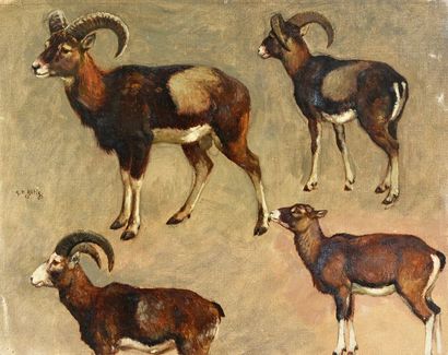 Georges Frédéric ROTIG (1873 - 1961) 
Etude de mouflon
Huile, signée à gauche et...