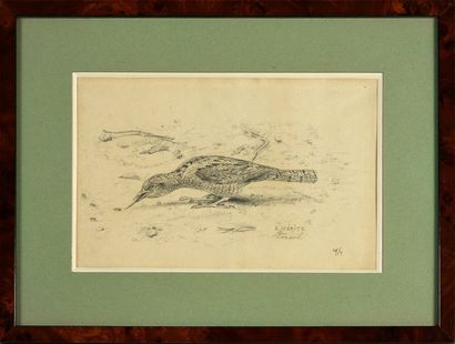 Edouard MERITE (1867 - 1941) 
Oiseau et fourmis.
Crayon.
Signé en bas à droite.
15...