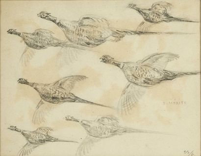 Edouard MERITE (1867 - 1941) 
Etude de faisans en vol.
Crayon, rousseurs.
Signé à...