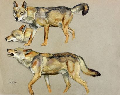 Georges Frédéric ROTIG (1873 - 1961) 
Etude de loup
Aquarelle gouachée, signée en...
