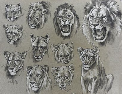 Georges Frédéric ROTIG (1873 - 1961) Etude de lion.
Crayon et rehauts de craie blanche,...