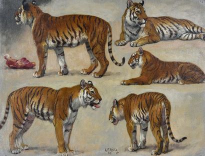 Georges Frédéric ROTIG (1873 - 1961) Etude de tigres.
Huile, signée en bas au centre...