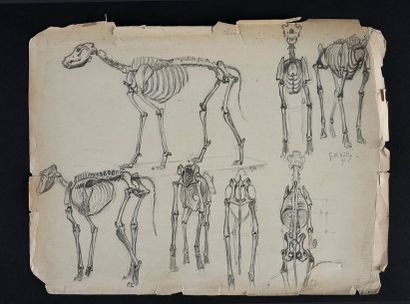 Georges Frédéric ROTIG (1873 - 1961) Etude de squelette de chien.
Crayon, signée...