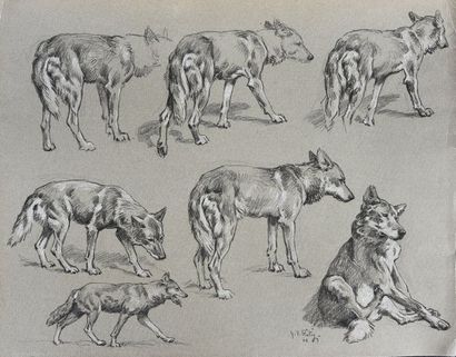 Georges Frédéric ROTIG (1873 - 1961) Etude de loup.
Crayon et rehauts de craie blanche,...