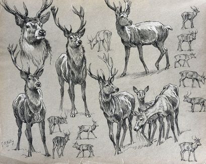 Georges Frédéric ROTIG (1873 - 1961) Etude de cerf.
Crayon et rehauts de craie blanche,...