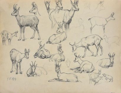 Georges Frédéric ROTIG (1873 - 1961) Etude de chamois.
Crayon, signée et datée 02...