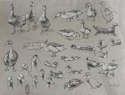Georges Frédéric ROTIG (1873 - 1961) Etude de canard.
Crayon et rehauts de craie...