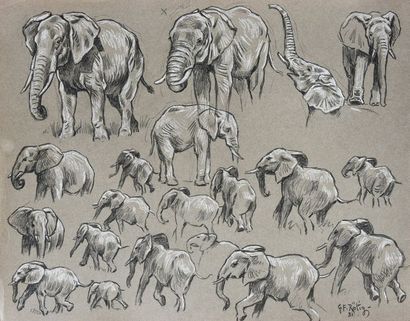 Georges Frédéric ROTIG (1873 - 1961) Etude d'éléphants.
Crayon et rehauts de craie...