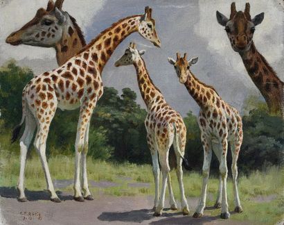 Georges Frédéric ROTIG (1873 - 1961) Etude de girafes.
Toile, signée en bas à gauche...