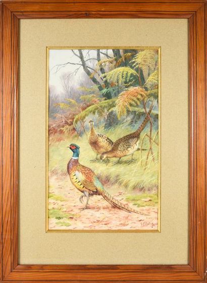 Georges Frédéric ROTIG (1873-1961) Pheasants in the undergrowth. Watercolour and...